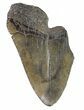 Partial, Fossil Megalodon Tooth #89022-1